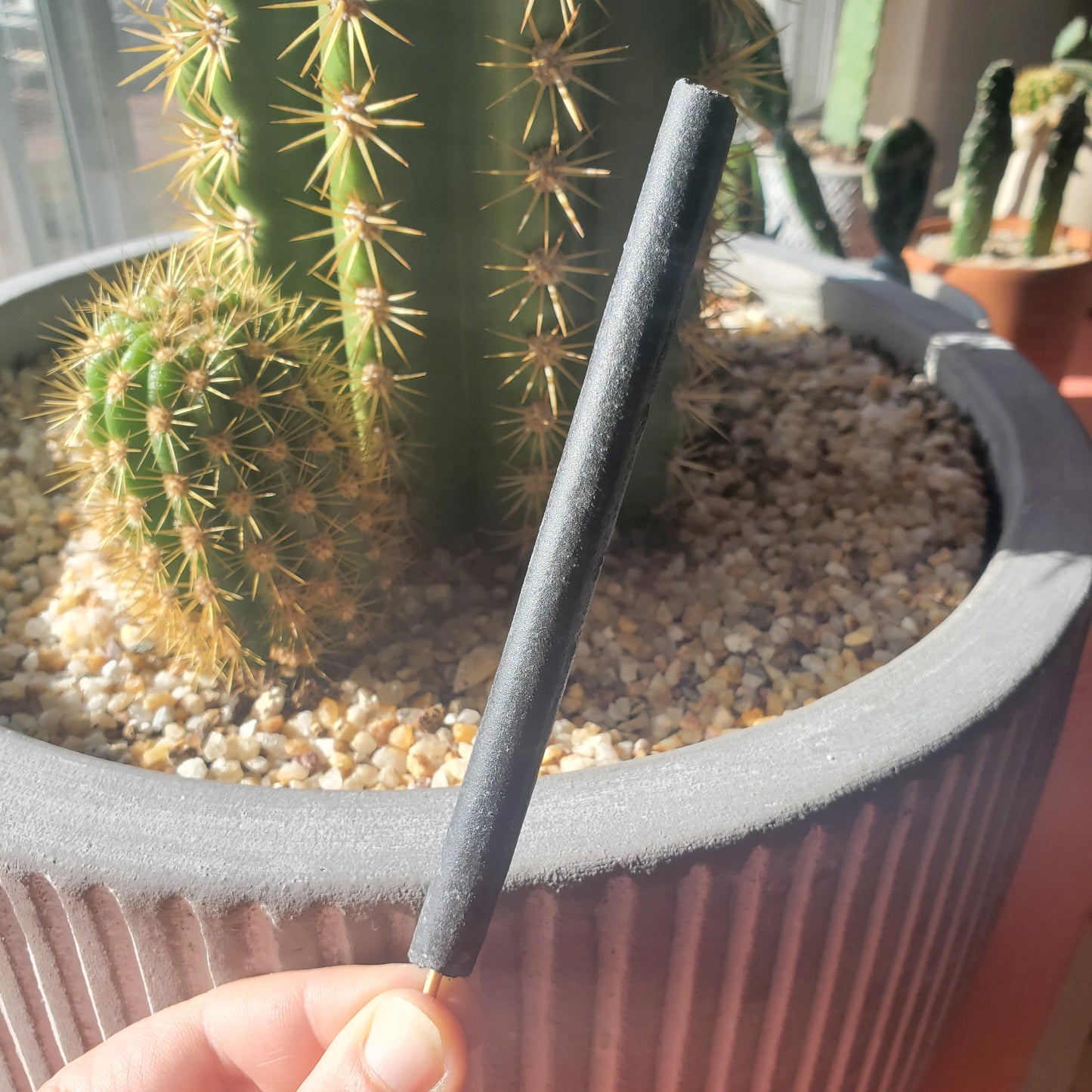 Rue Hand-rolled Charcoal Incense Sticks