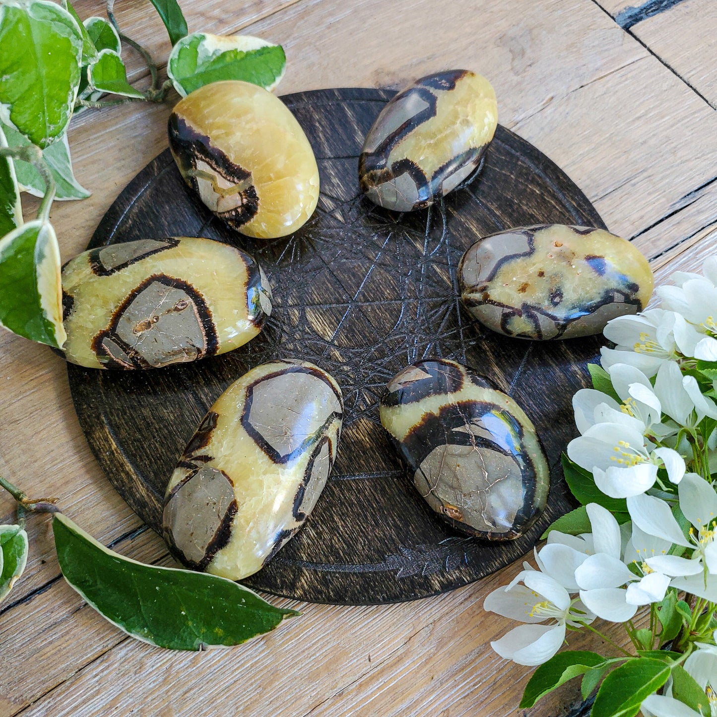 Septarian Palmstones (Madagascar)