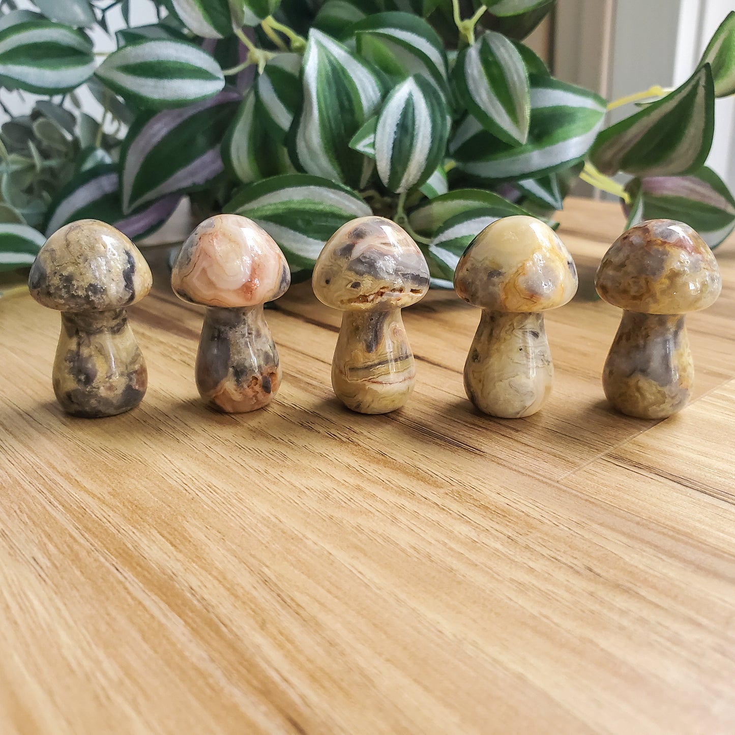 Mushroom - Crazy Lace Agate - Polished