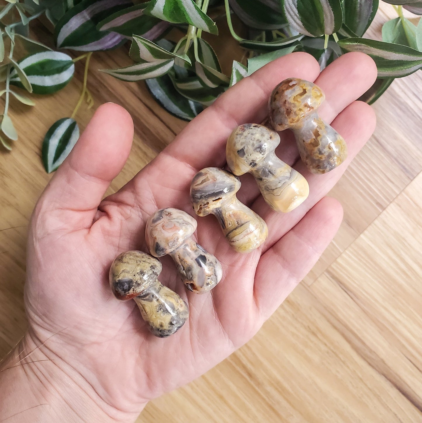 Mushroom - Crazy Lace Agate - Polished