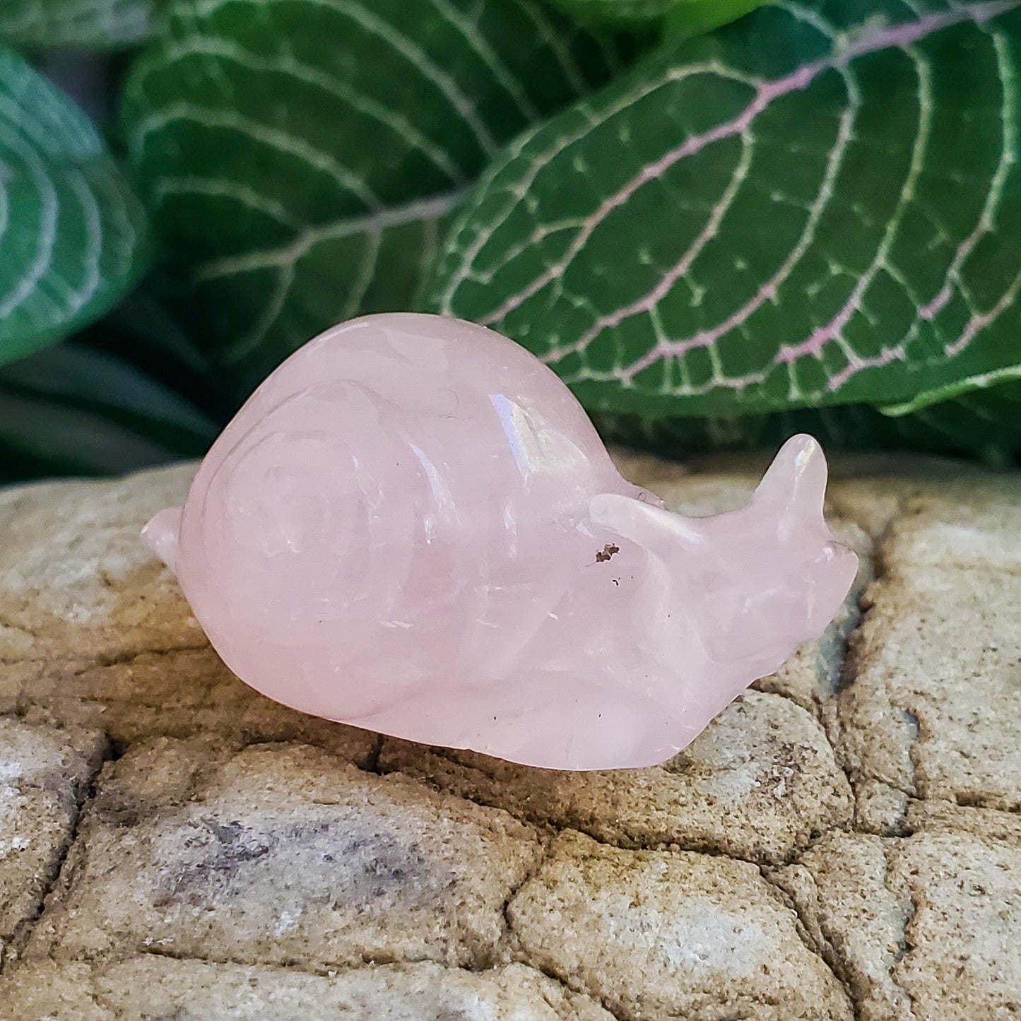 Snails - Rose Quartz, Quartz, & Tiger Eye - Small