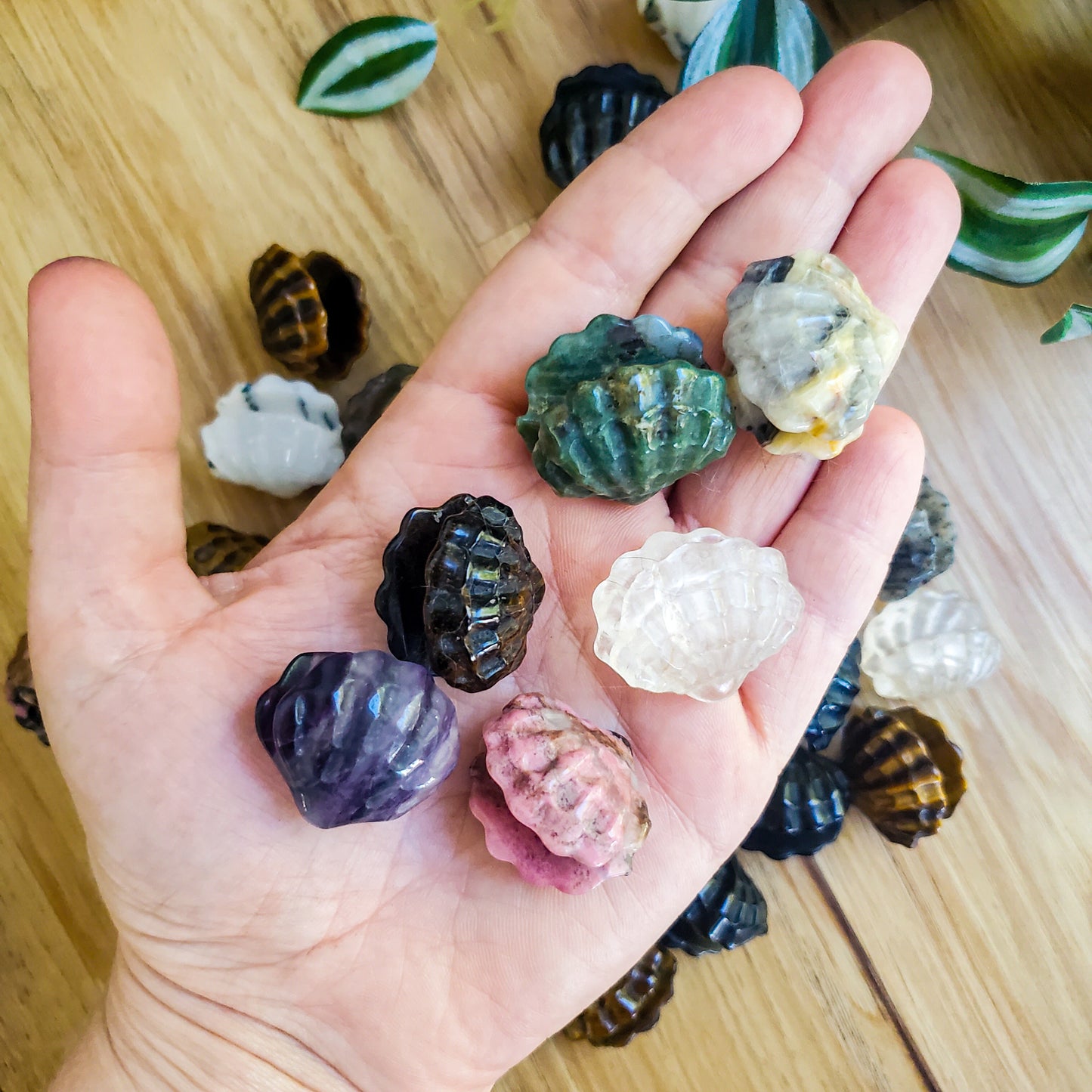 Clam Shell - Various Stones - Small