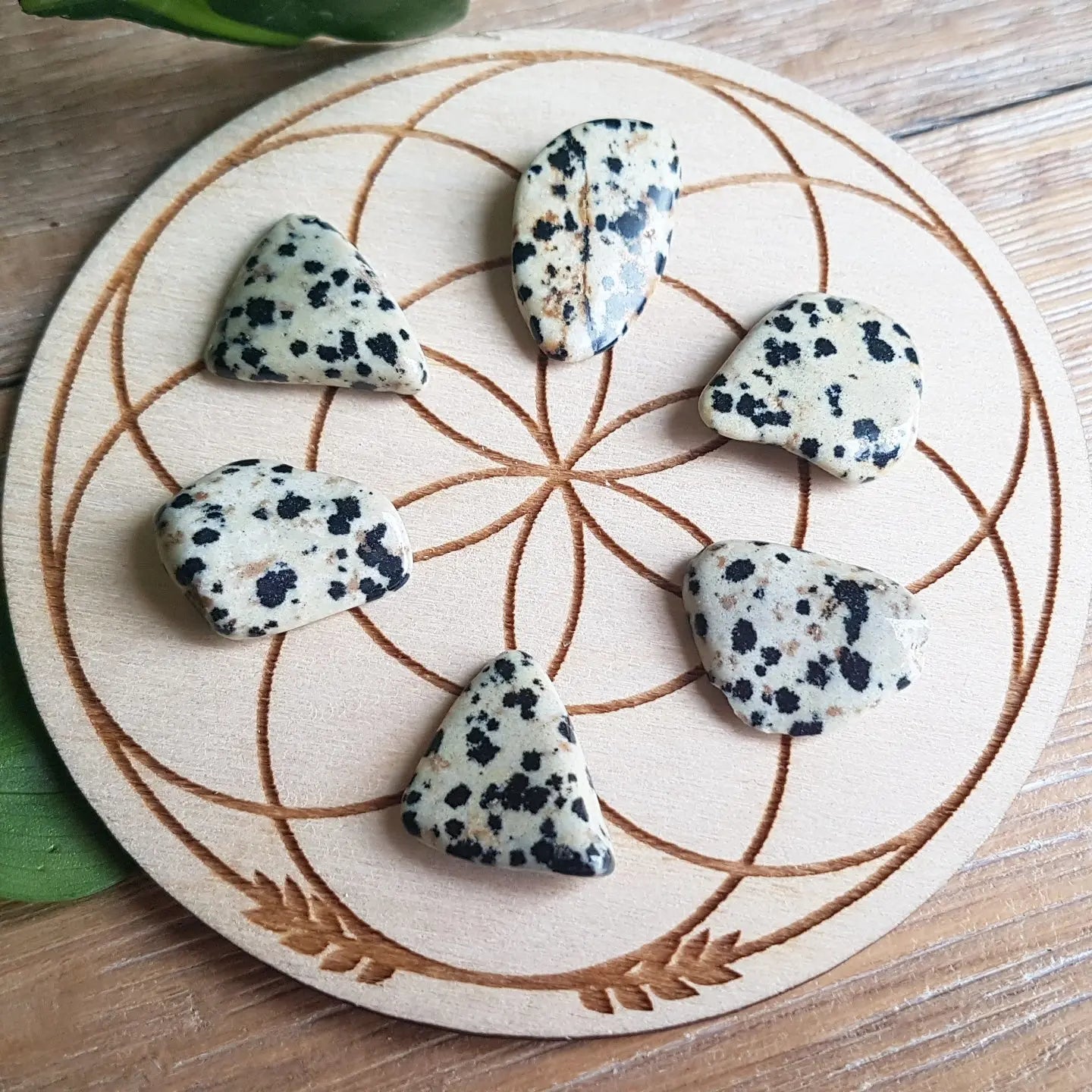 Dalmatian Jasper - Tumbled - 6 pack