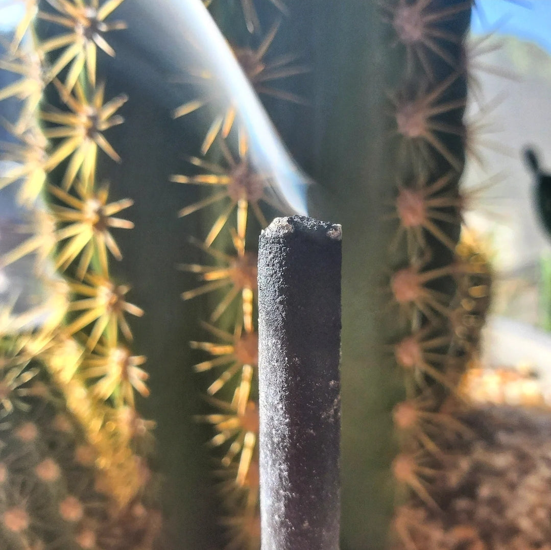 Cedar Hand-rolled Charcoal Incense Sticks - Cedarwood