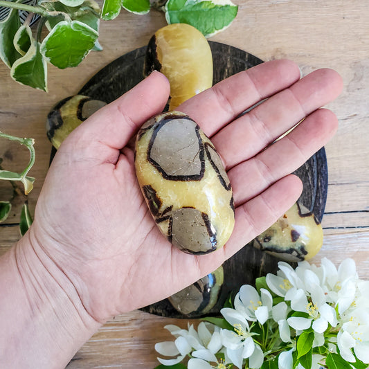 Septarian Palmstones (Madagascar)