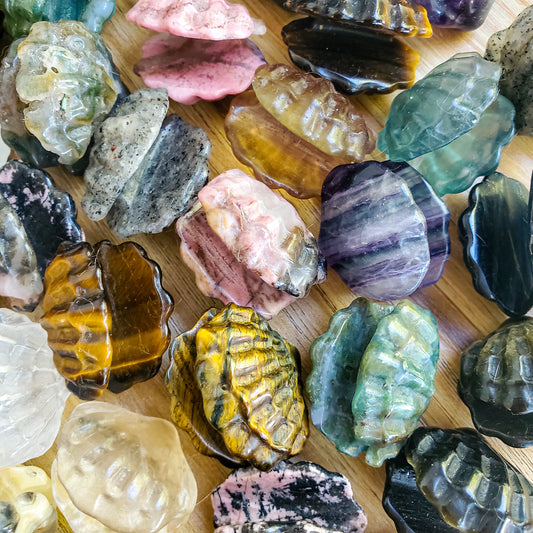 Clam Shell - Various Stones - Small