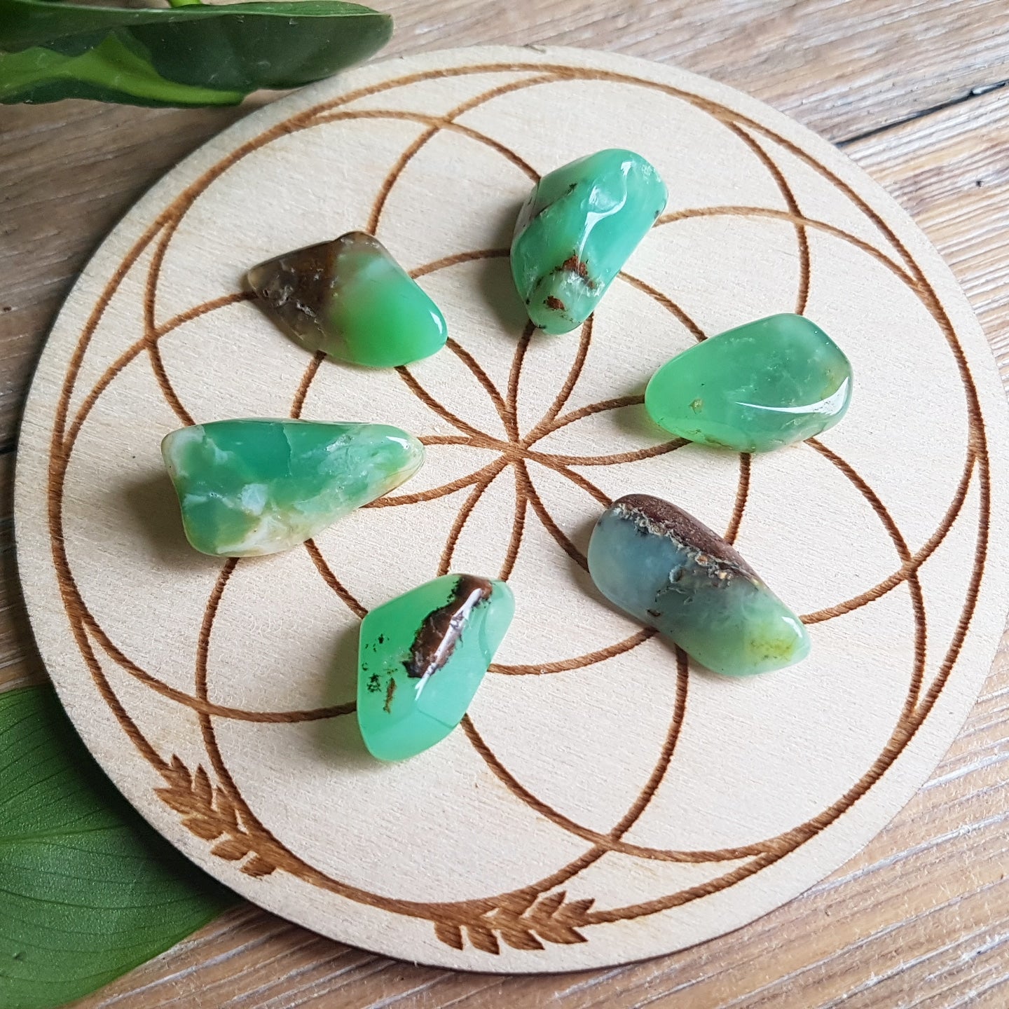 Green Chrysoprase - Polished - 6 pack